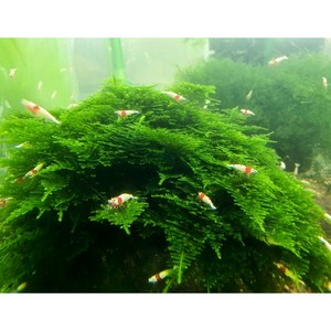 수초킹 키우기 쉬운 초보수초 삼각모스 (자와모스) 5cm*5cm 활착판
