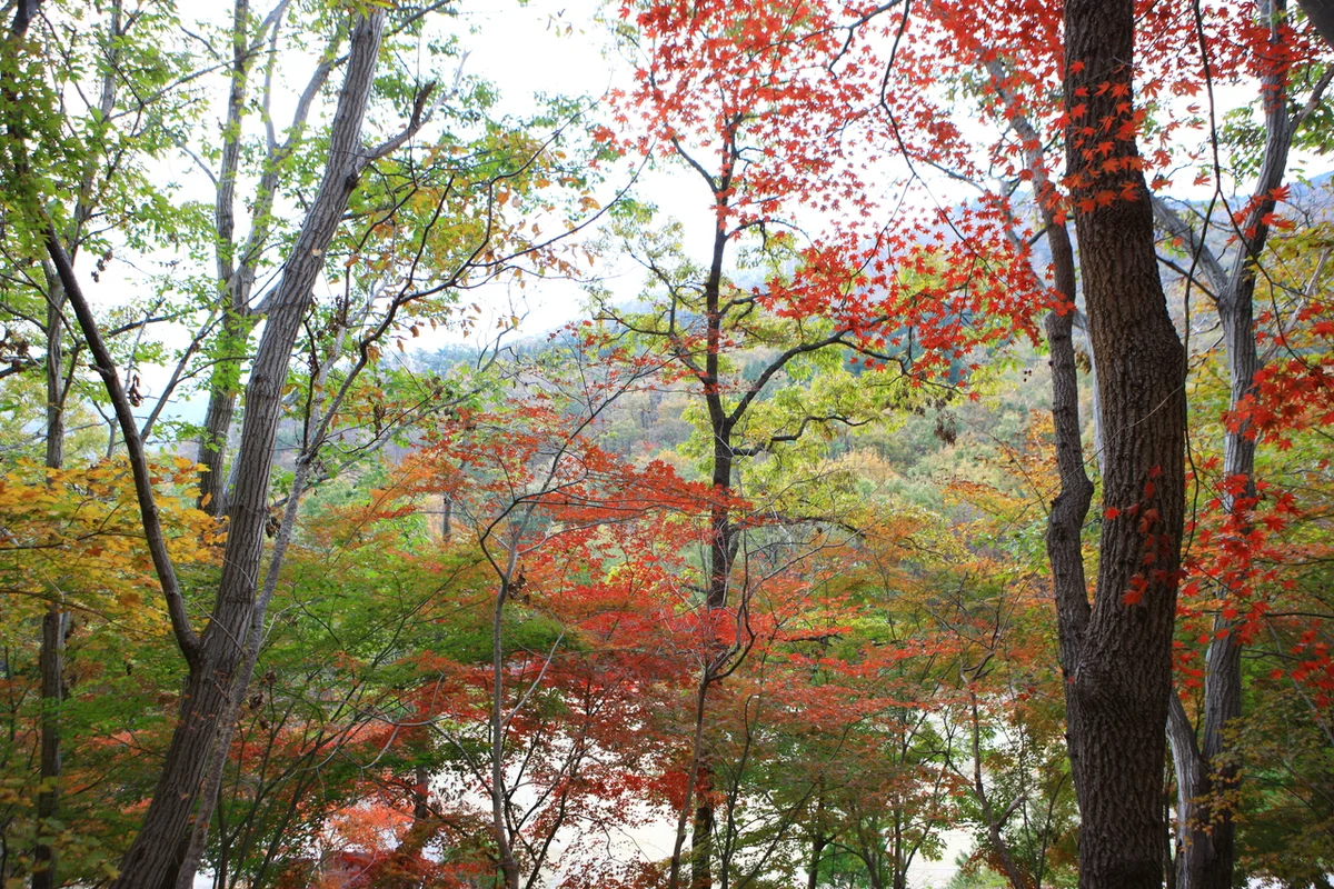 제암산자연휴양림 - 보성벚꽃 여행