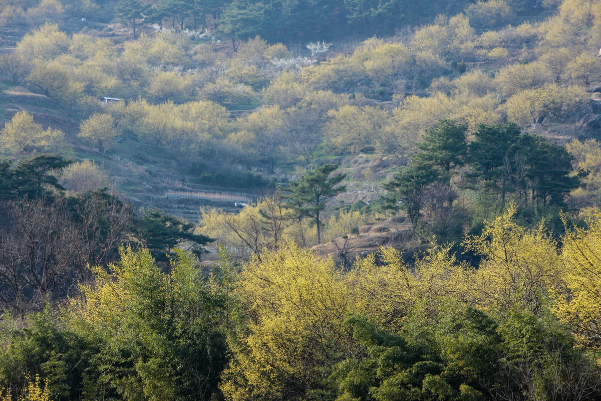 구례산수유마을 - 구례 여행
