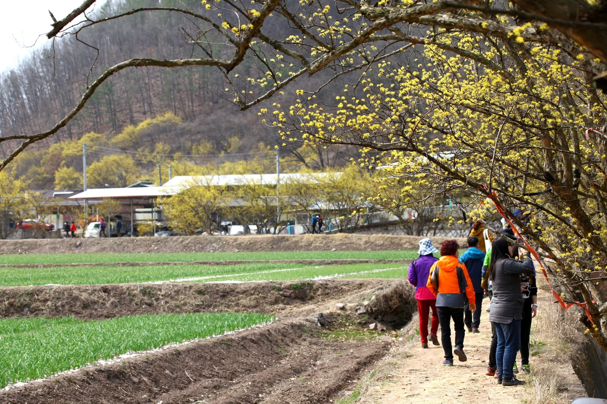 의성 축제 (출처 : 한국관광공사)