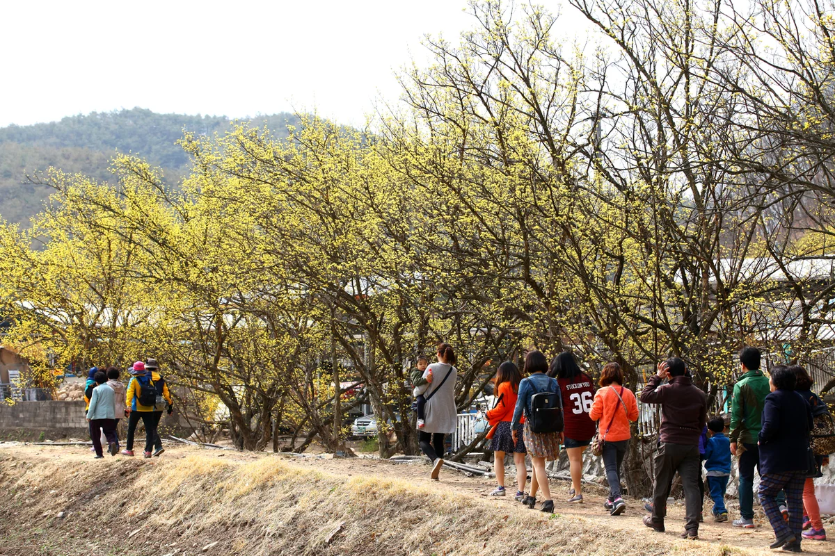 의성산수유꽃축제 - 의성여행 여행
