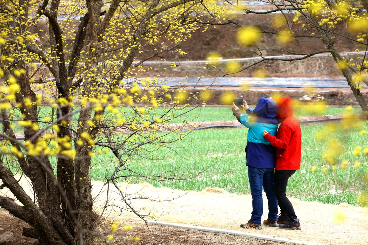 고운사 - 의성여행 여행