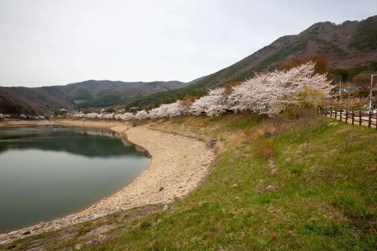 아차산 - 구리벚꽃 여행
