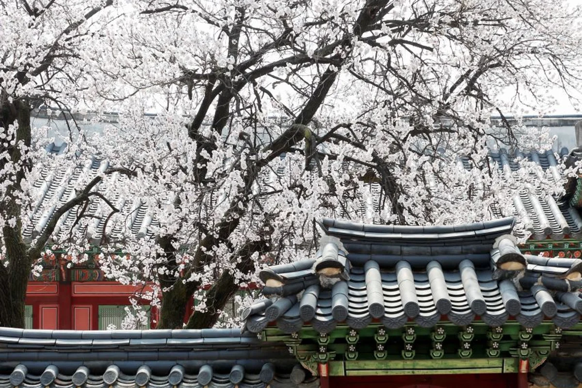 서울 벚꽃 명소 (출처 : 한국관광공사)