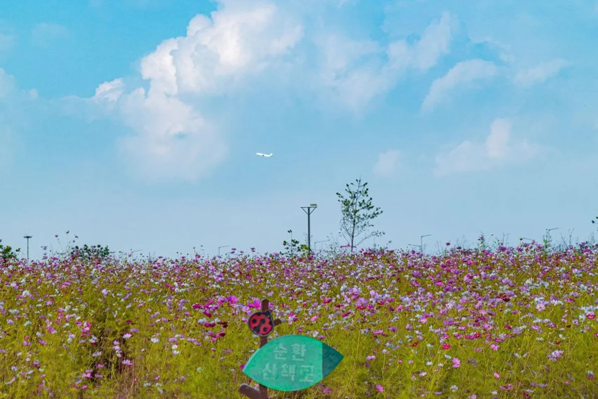 인천 봄꽃 여행 (출처 : 한국관광공사)