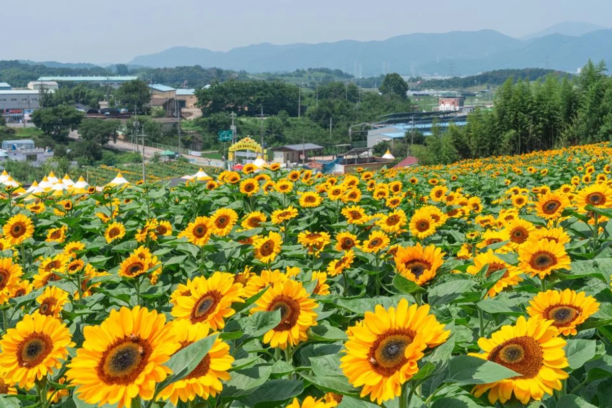 악양생태공원 - 함안여행 여행