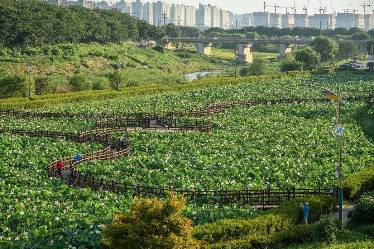 조천변벚꽃길전망대 - 조치원여행 여행