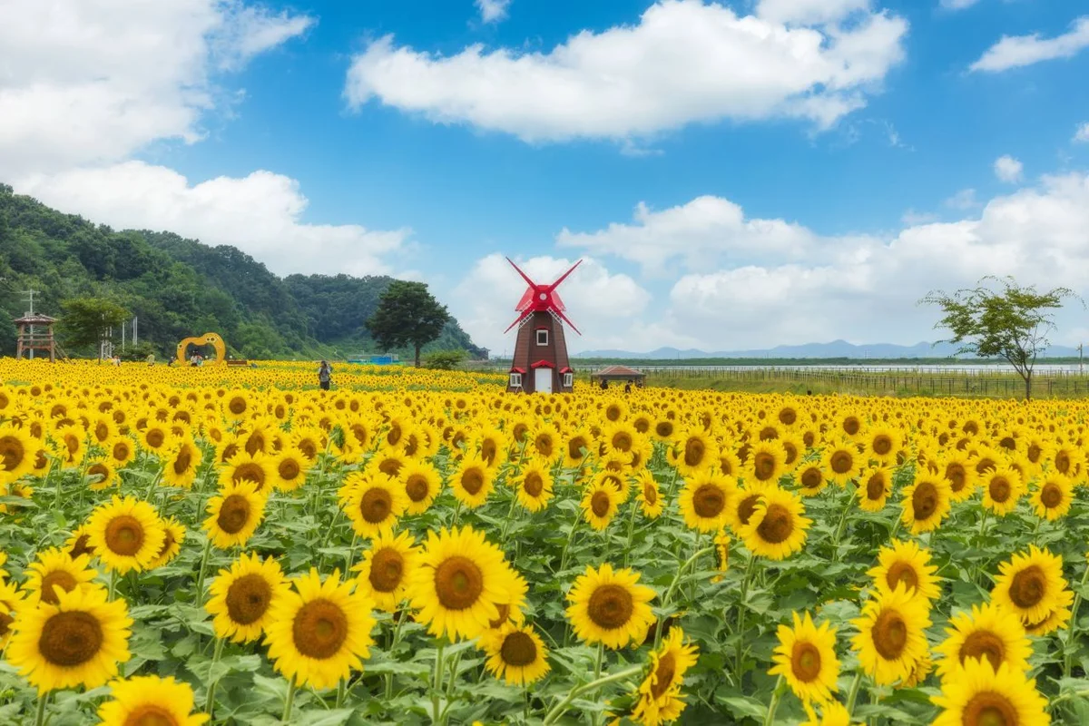 강화군 축제 (출처 : 한국관광공사)