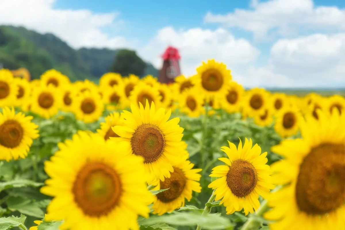 동막해변 - 강화군축제 여행