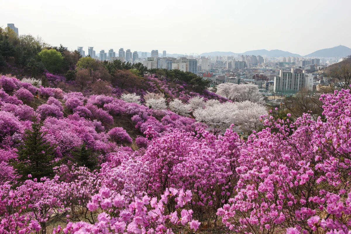 원미산 진달래동산 - 부천여행 여행